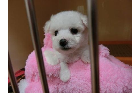 成約済の福岡県のビションフリーゼ-2628の2枚目