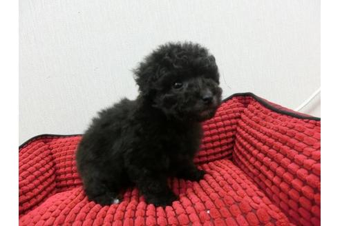 成約済の福岡県のトイプードル-2629の2枚目