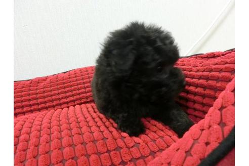 成約済の福岡県のトイプードル-2629の3枚目