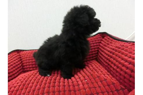 成約済の福岡県のトイプードル-2629の1枚目