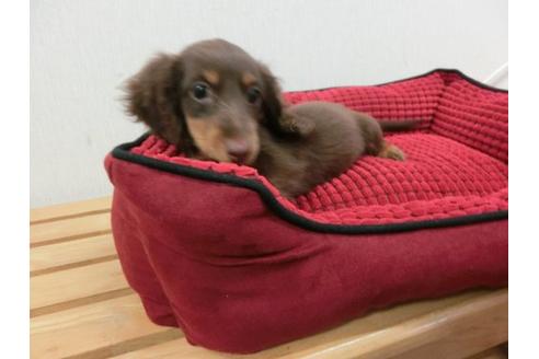 成約済の福岡県のミニチュアダックスフンド-2630の2枚目