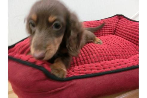 成約済の福岡県のミニチュアダックスフンド-2630の3枚目