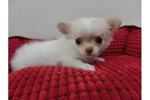 成約済の福岡県のチワワ-2631の2枚目