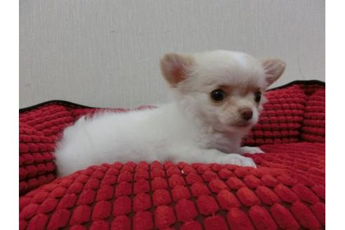 成約済の福岡県のチワワ-2631の3枚目