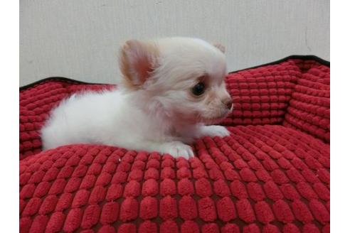 成約済の福岡県のチワワ-2631の1枚目