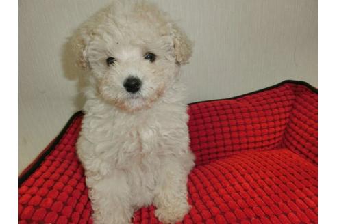 成約済の福岡県のトイプードル-2632の3枚目