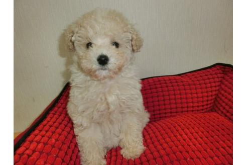 成約済の福岡県のトイプードル-2632の1枚目