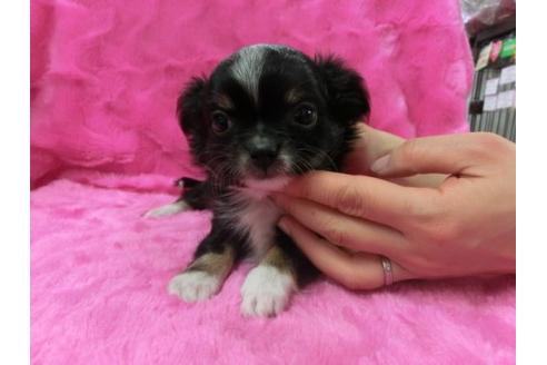 成約済の京都府のチワワ-2795の3枚目