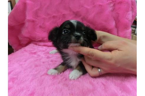 成約済の京都府のチワワ-2795の1枚目