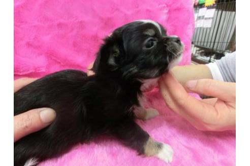 成約済の京都府のチワワ-2795の2枚目