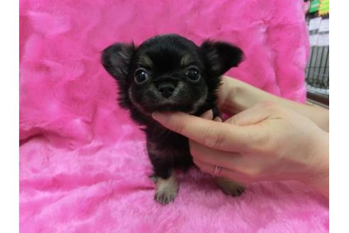 成約済の京都府のチワワ-2796の1枚目