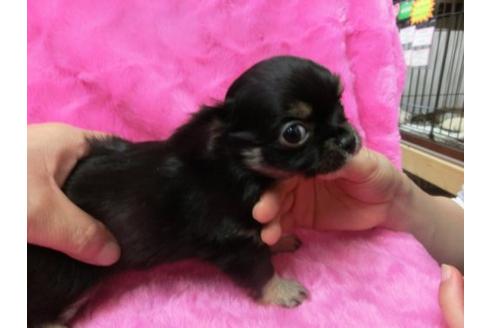 成約済の京都府のチワワ-2796の2枚目