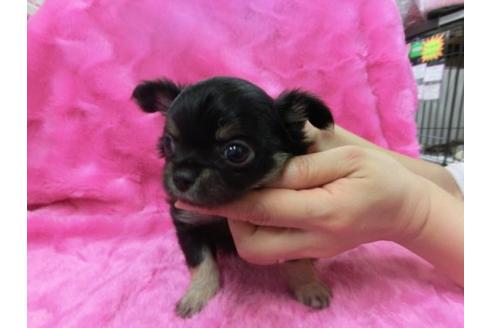 成約済の京都府のチワワ-2796の3枚目