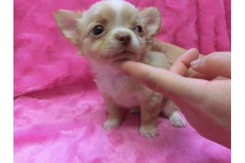 成約済の京都府のチワワ-2797の2枚目