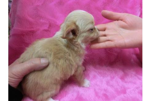 成約済の京都府のチワワ-2797の3枚目