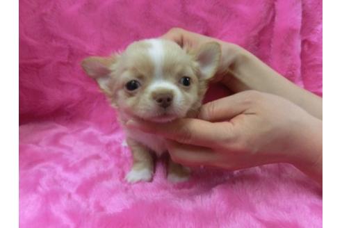 成約済の京都府のチワワ-2797の1枚目
