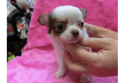 成約済の京都府のチワワ-2798の3枚目