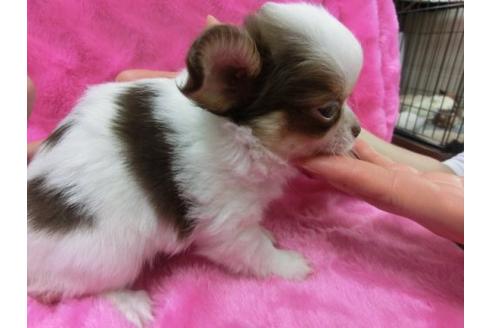 成約済の京都府のチワワ-2798の1枚目