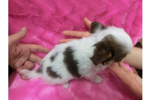 成約済の京都府のチワワ-2798の2枚目