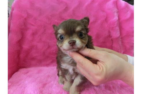 成約済の京都府のチワワ-2799の3枚目