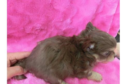 成約済の京都府のチワワ-2799の2枚目