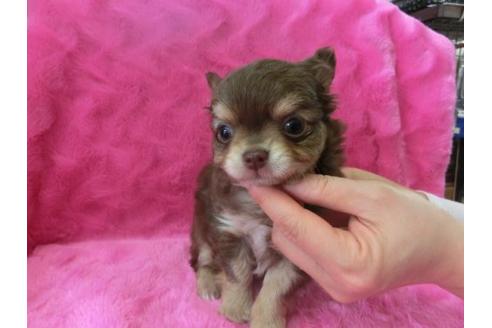 成約済の京都府のチワワ-2799の1枚目