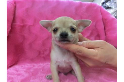 成約済の京都府のチワワ-2800の2枚目