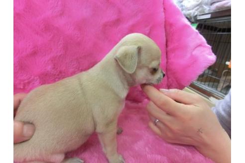 成約済の京都府のチワワ-2800の3枚目