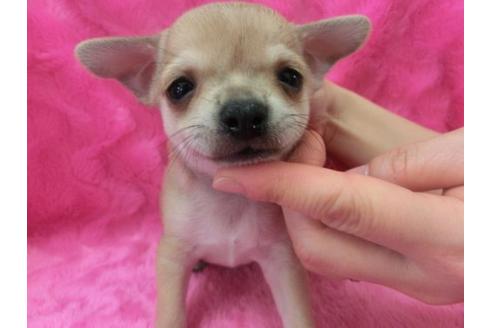 成約済の京都府のチワワ-2800の1枚目