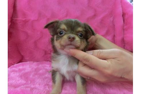 成約済の京都府のチワワ-2801の2枚目