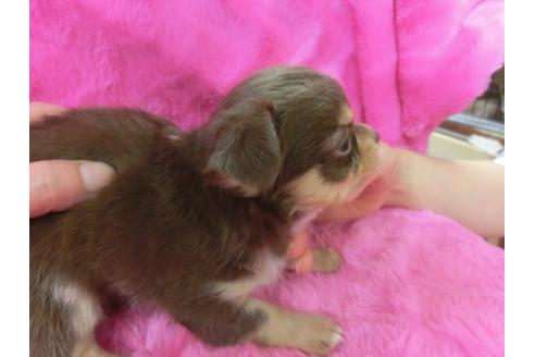 成約済の京都府のチワワ-2801の1枚目