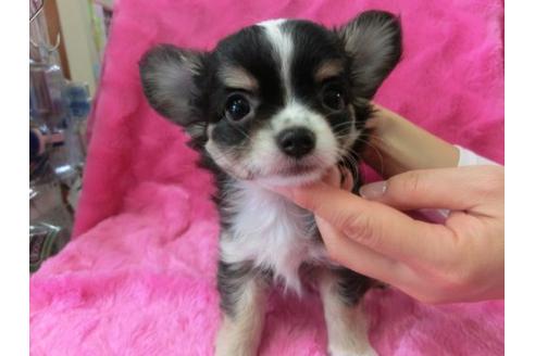 成約済の京都府のチワワ-2802の3枚目