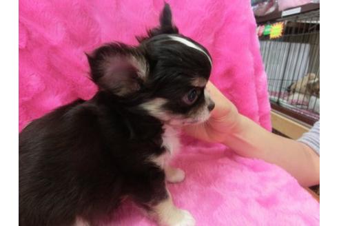 成約済の京都府のチワワ-2802の2枚目