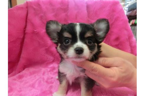 成約済の京都府のチワワ-2802の1枚目