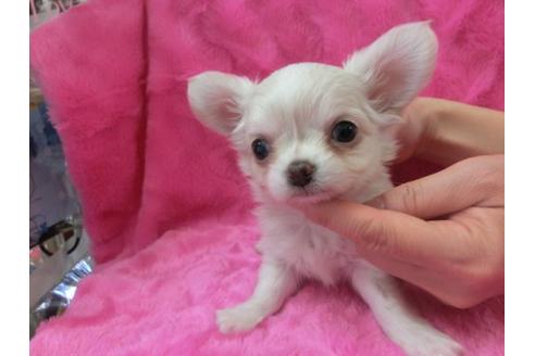 成約済の京都府のチワワ-2803の3枚目
