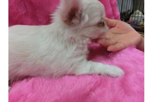 成約済の京都府のチワワ-2803の2枚目