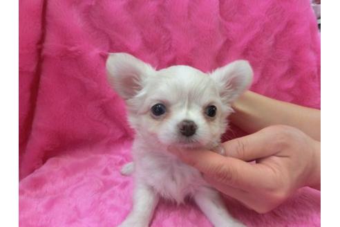 成約済の京都府のチワワ-2803の1枚目