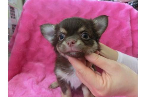 成約済の京都府のチワワ-2804の1枚目