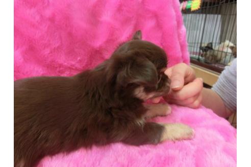 成約済の京都府のチワワ-2804の2枚目