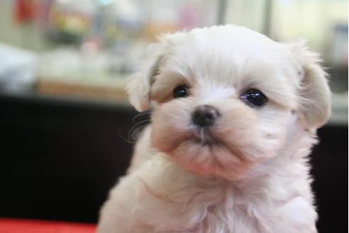 成約済の京都府のマルチーズ-2889の5枚目