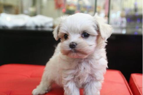 成約済の京都府のマルチーズ-2889の4枚目