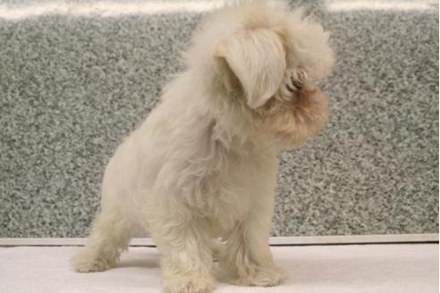 成約済の京都府のマルチーズ-2889の3枚目