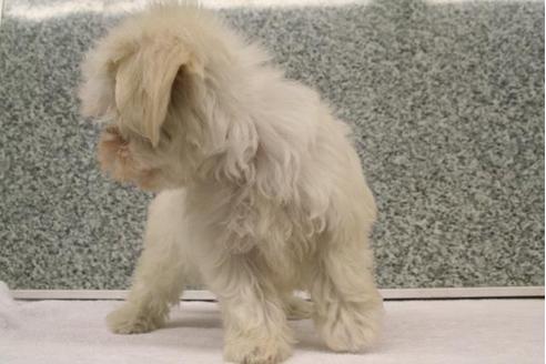 成約済の京都府のマルチーズ-2889の2枚目