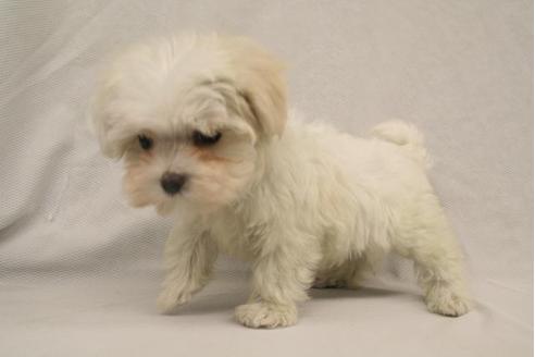 成約済の京都府のマルチーズ-2889の1枚目