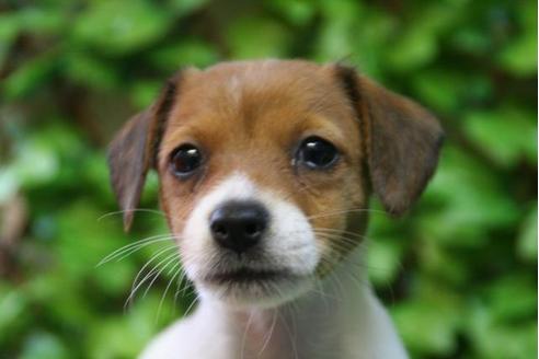 成約済の京都府のジャックラッセルテリア-2895の3枚目