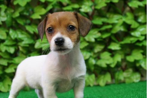 成約済の京都府のジャックラッセルテリア-2895の2枚目