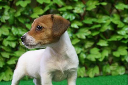 成約済の京都府のジャックラッセルテリア-2895の1枚目