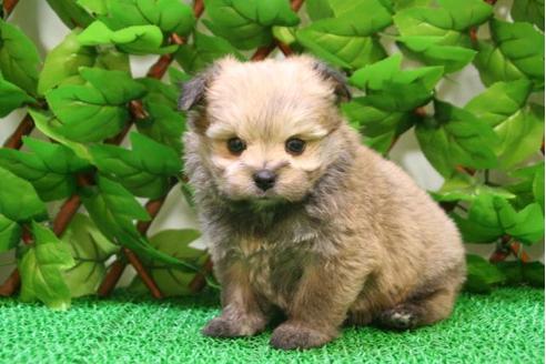 成約済の京都府のミックス犬-2896の5枚目