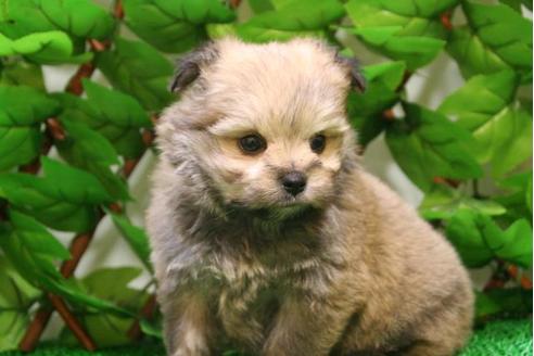 成約済の京都府のミックス犬-2896の4枚目