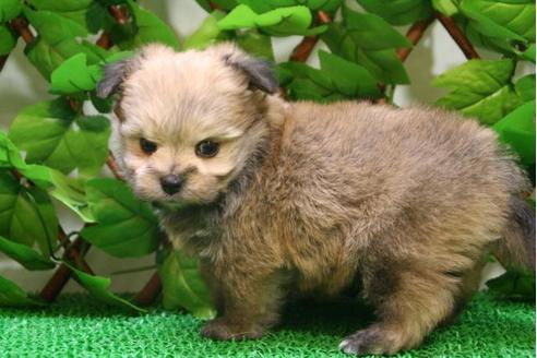 成約済の京都府のミックス犬-2896の3枚目